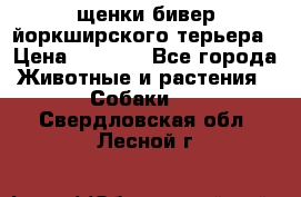 щенки бивер йоркширского терьера › Цена ­ 8 000 - Все города Животные и растения » Собаки   . Свердловская обл.,Лесной г.